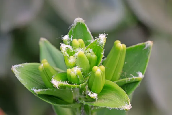 Lily tomurcukları — Stok fotoğraf