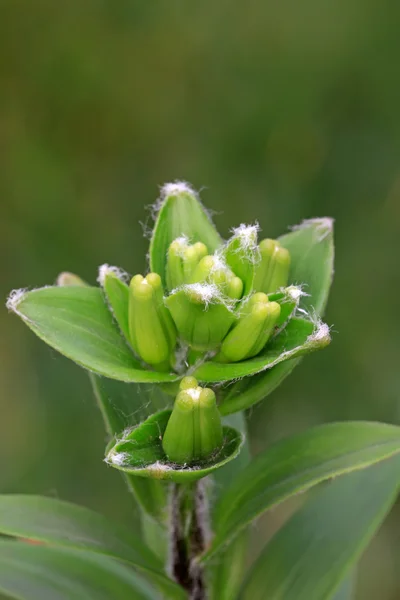 Lily tomurcukları — Stok fotoğraf