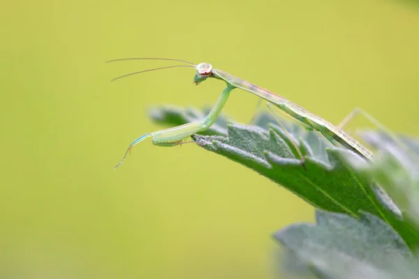 Kudlanka larvy — Stock fotografie