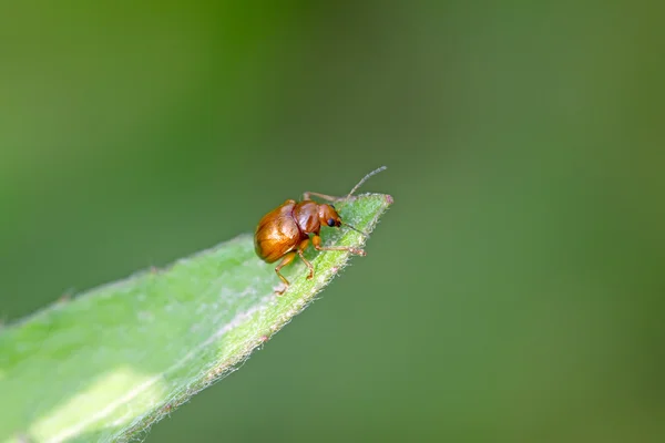 Ein Käfer auf dem grünen Blatt — Stockfoto