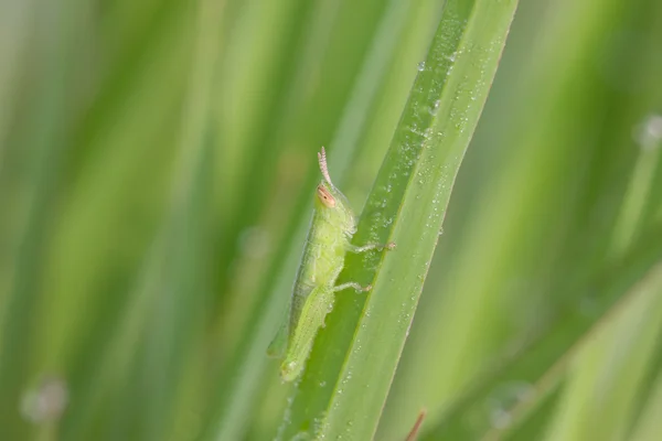 Locust larver — Stockfoto