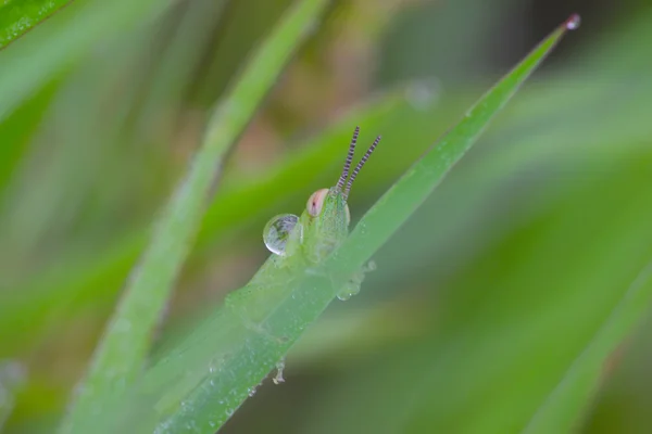 Locust larvae — Stock Photo, Image