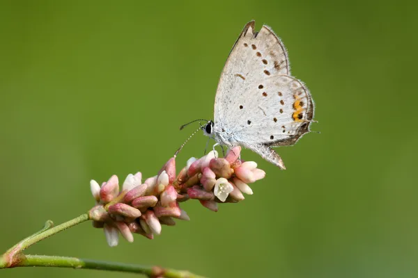 Lycaenidae — Stock fotografie