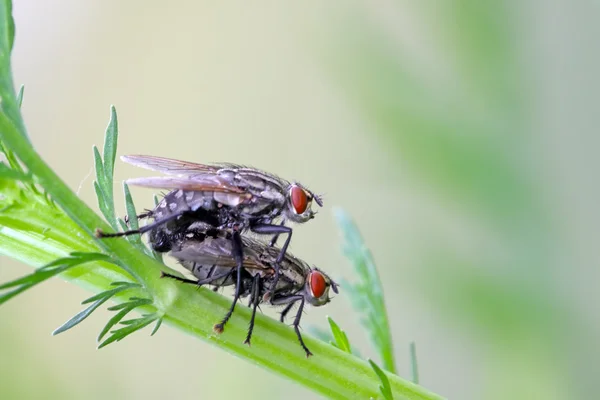 Muscidae böcek — Stok fotoğraf