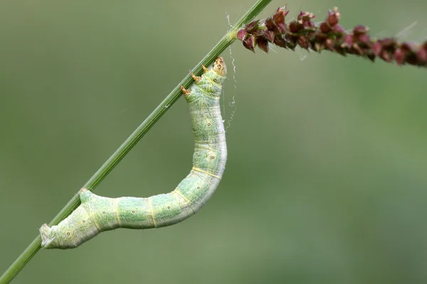 Geometrid - a kind of insects — Stock Photo, Image