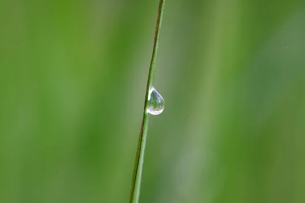 Uma gota de água no fundo verde — Fotografia de Stock