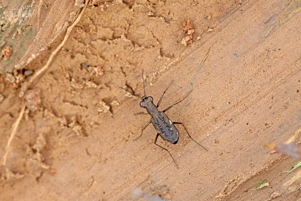 Besouros-tigre insetos - cicindelidae — Fotografia de Stock