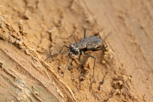 Kaplan böceği böcek - cicindelidae — Stok fotoğraf