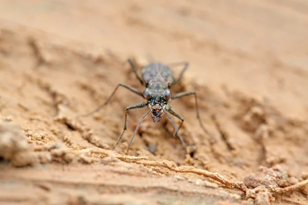 Escarabajos tigre insectos - cicindelidae —  Fotos de Stock