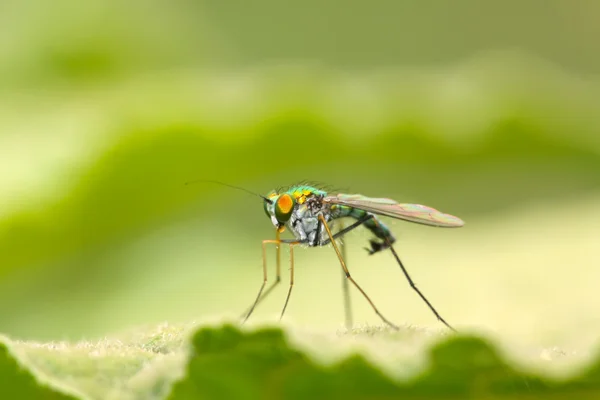 あぶ昆虫は草の上のクローズ アップ — ストック写真