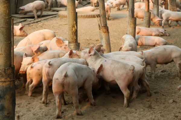 농장의 돼지들 — 스톡 사진