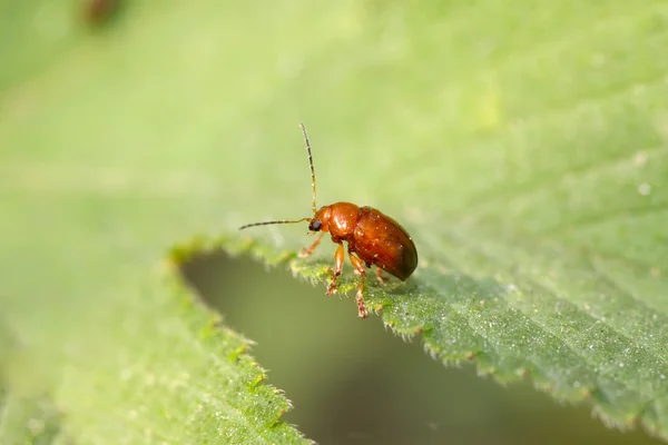 Escarabajo de la hoja en la hierba — Foto de Stock