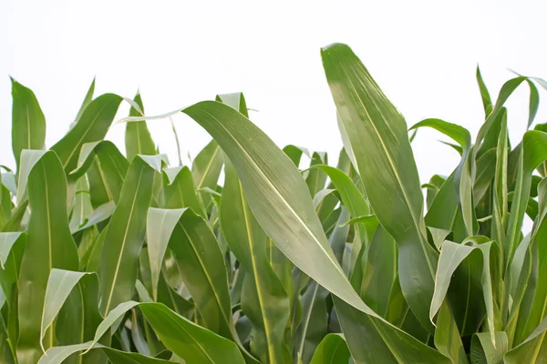 Majs blad — Stockfoto