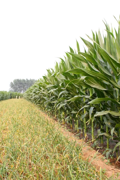 Corn leaves — Stock Photo, Image
