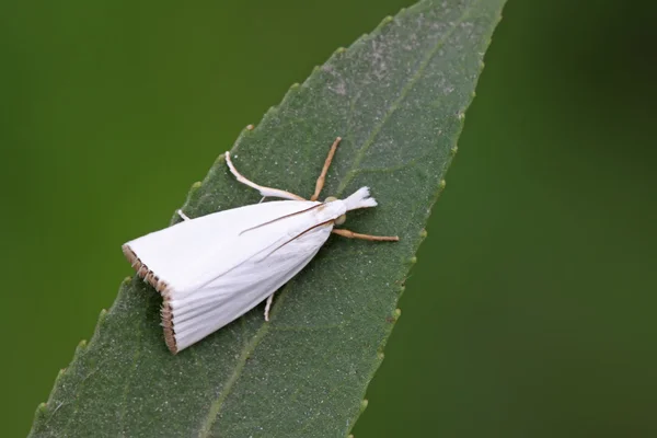 White moths insects — Stock Photo, Image