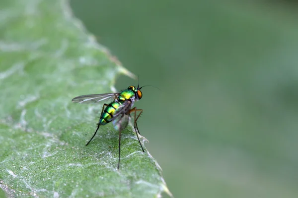 Fliege — Stockfoto