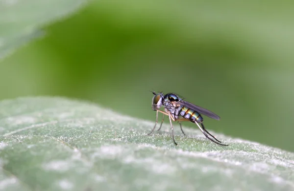 Gadfly. — Foto de Stock