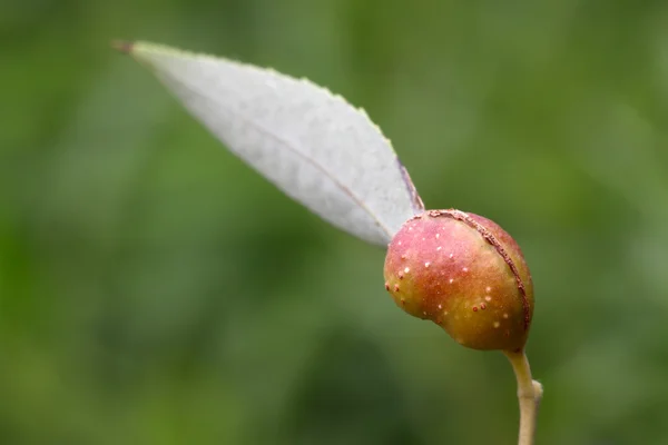 Gall insects — Stock Photo, Image