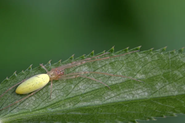黄色のロング脚蜘蛛 — ストック写真