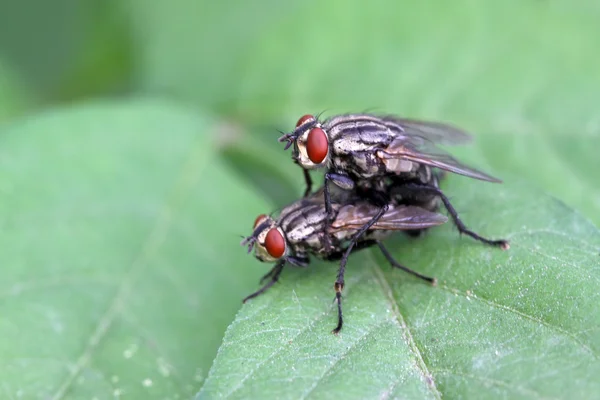 Due insetti muscidi che si accoppiano — Foto Stock