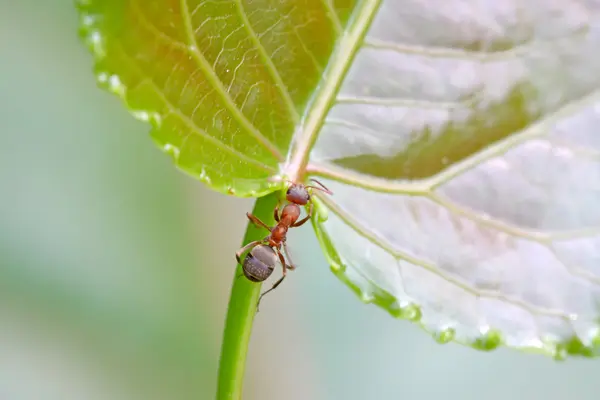 Formigas na folha verde — Fotografia de Stock