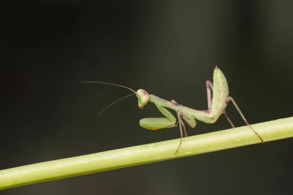 カマキリ — ストック写真