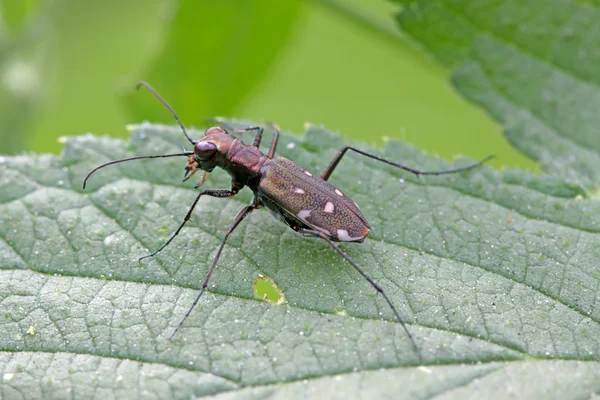 Tiger beetles — Stock Photo, Image