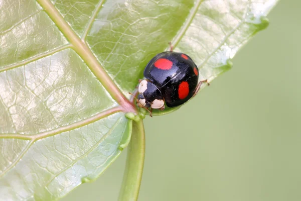 Een soort dame kevers — Stockfoto