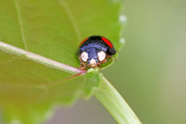 Une sorte de coccinelle. — Photo