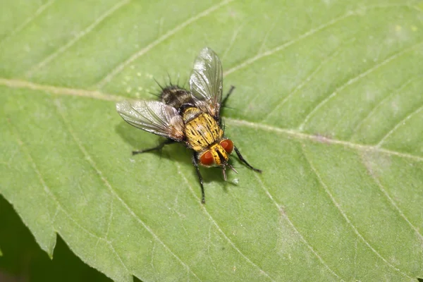 Muscidae rovarok — Stock Fotó