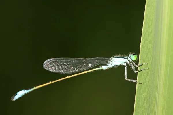 Damselflies — стокове фото