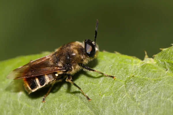 Une sorte d'insectes abeilles — Photo