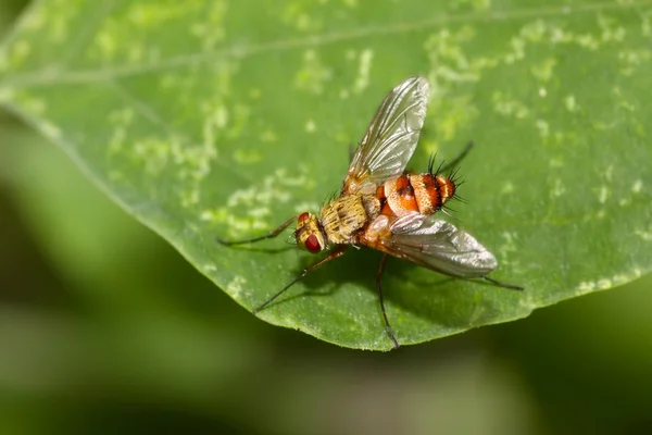 Muscidae insects — Stock Photo, Image