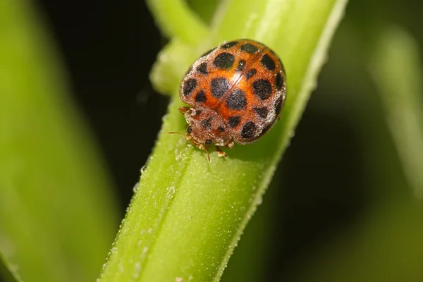 Potato ladybird — Stock Photo, Image