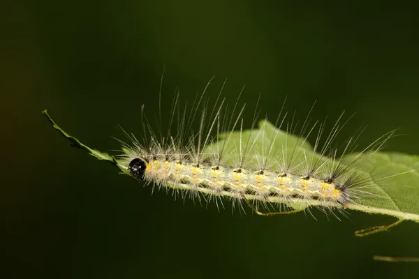 Uma lagarta no caule da planta — Fotografia de Stock