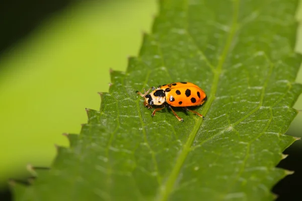 Coccinella su foglia verde — Foto Stock