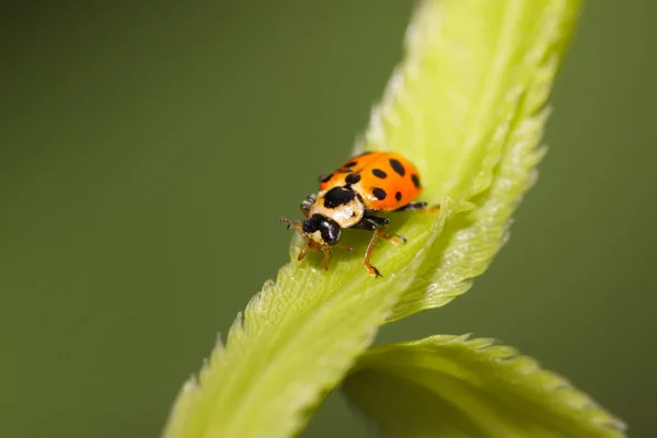 Coccinelle sur feuille verte — Photo