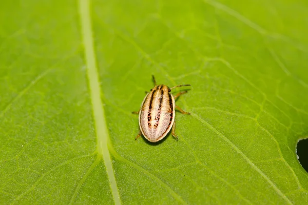 Stinkbug — Φωτογραφία Αρχείου