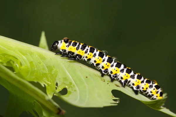 Larva de borboleta em uma folha — Fotografia de Stock