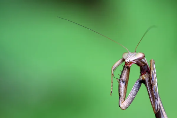 Mantis. — Fotografia de Stock