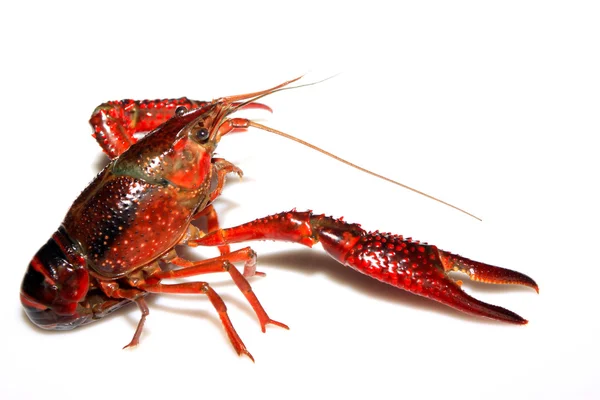Crayfish — Stok Foto
