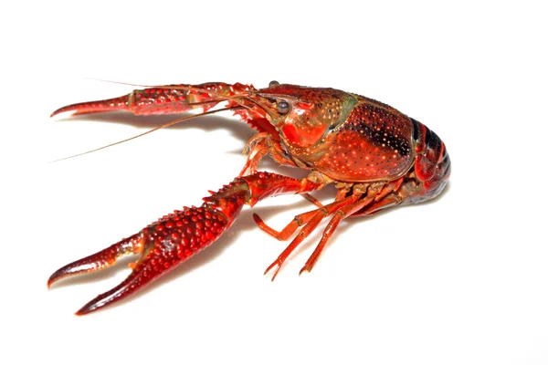 Crayfish — Stock Photo, Image