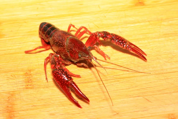 Crayfish — Stok Foto