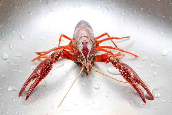 Crayfish — Stock Photo, Image