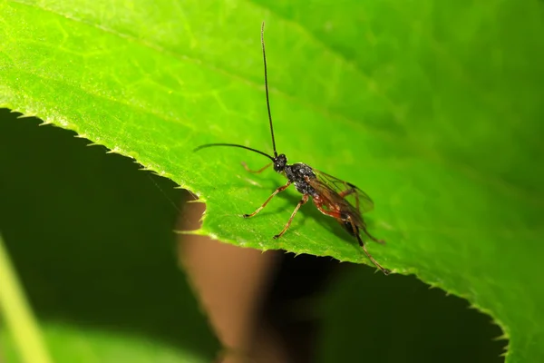 Een soort bijen insecten — Stockfoto