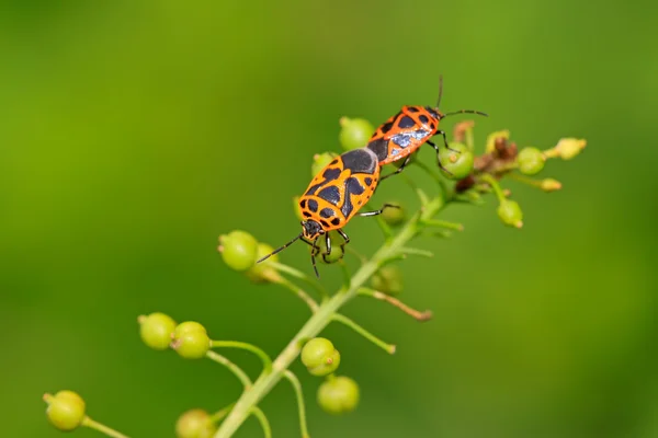 Two stinkbugs — Stock Photo, Image