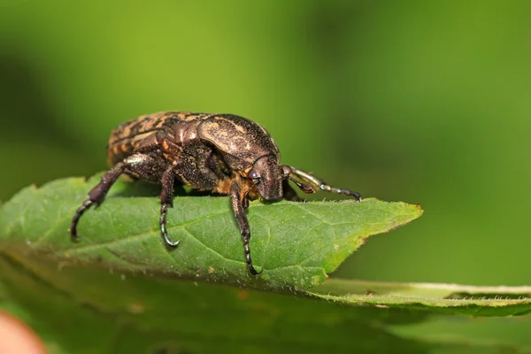 A kind of chafer — Stock Photo, Image