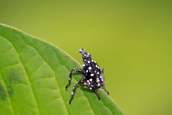 Fulgoroidea böcekler üzerinde yaprak yeşil — Stok fotoğraf
