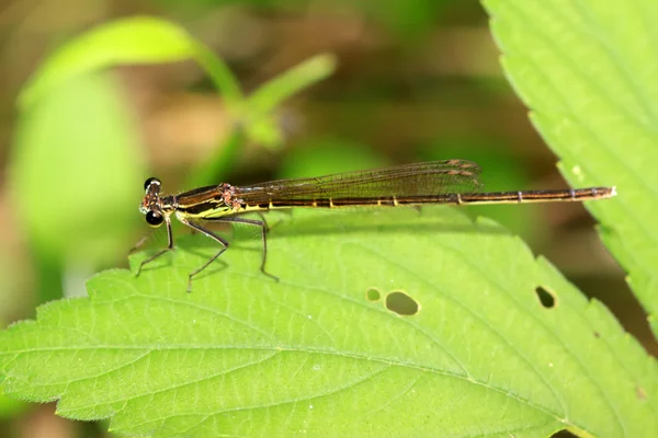 Damsel-fly on the grass — Stock Photo, Image
