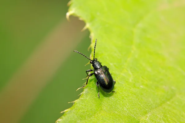 Czarne błoto negatywne robak — Zdjęcie stockowe
